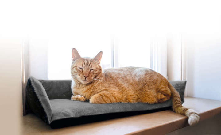 petlando Windowchiller